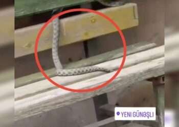 Yeni Günəşlini ilan basıb – VİDEO