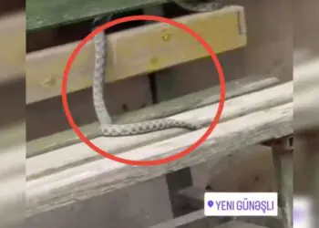 Yeni Günəşlini ilan basıb – VİDEO