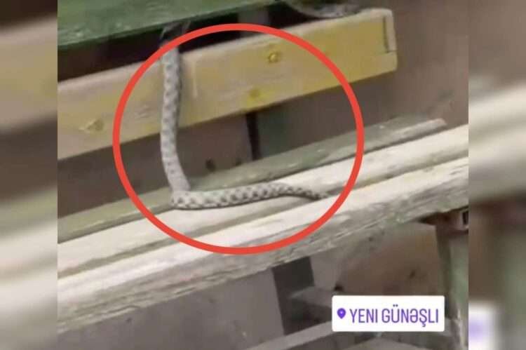 Yeni Günəşlini ilan basıb – VİDEO