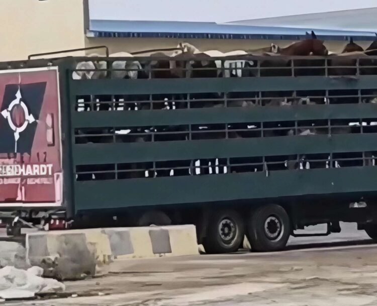 “Azərbaycanda at qoymayıblar qala, Qazaxıstana aparırlar” – Görüntülər müzakirə yaratdı