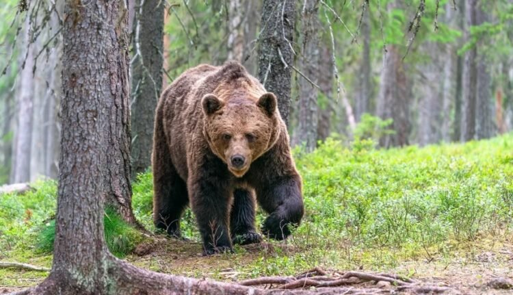 Rusiyada tanınmış məşqçini ayı parçaladı – FOTO