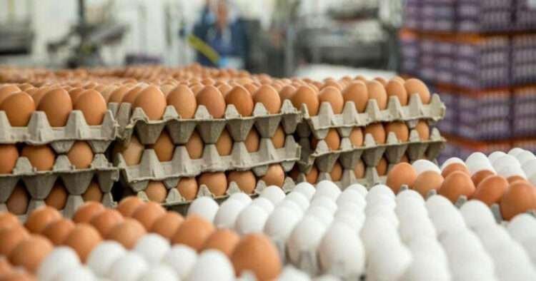 Yumurtanın qiyməti düşür? – İqtisadçıdan AÇIQLAMA