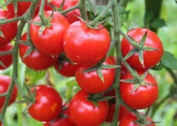 Kiçik pomidorlarda böyük təhlükə! – XƏBƏRDARLIQ EDİLDİ