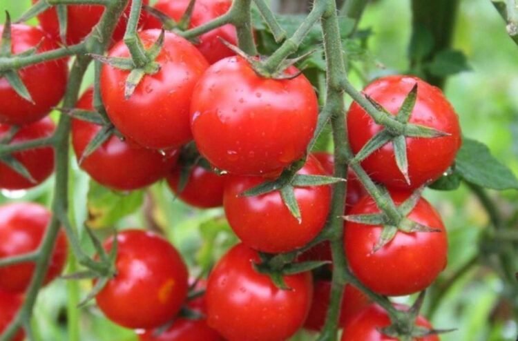 Kiçik pomidorlarda böyük təhlükə! – XƏBƏRDARLIQ EDİLDİ
