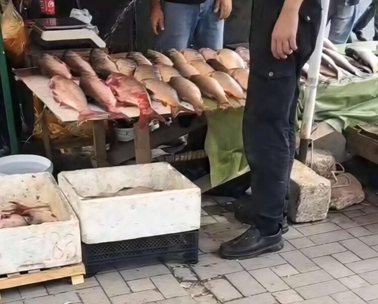 “20 Yanvar”da üfunət iyi sakinləri bezdirdi: “Qanlı balıqlar, antisanitariya… Dəhşətdir!” – VİDEO