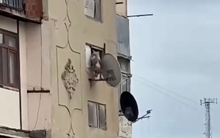 İti hündür mərtəbədən atan şəxsin FOTOsu yayıldı