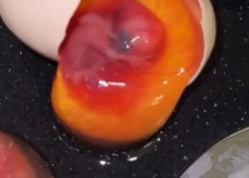 Mağazadan alınan yumurtadan gözlənilməz “sürpriz” – Video