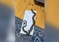 Siçan Üçün Qoyduqları Tələyə İlan Düşdü