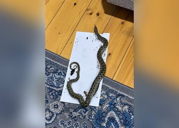 Siçan Üçün Qoyduqları Tələyə İlan Düşdü