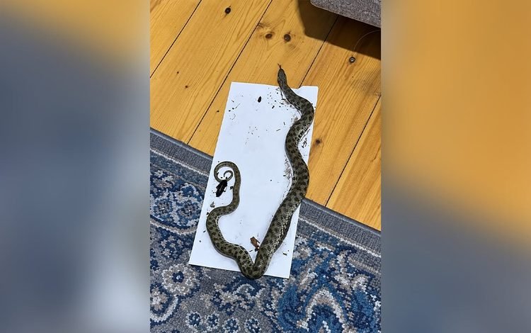 Siçan Üçün Qoyduqları Tələyə İlan Düşdü